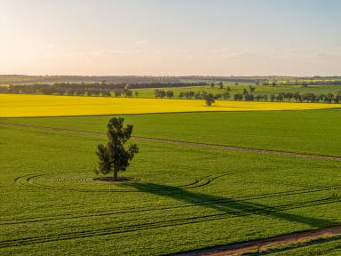 Farm Auction - NSW - Marrar - 2652 - Exceptional Riverina Mixed Farming  (Image 2)