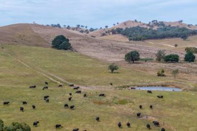 Farm For Sale - VIC - Ancona - 3715 - ‘Ancona South’  (Image 2)