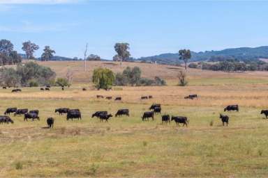 Farm Expressions of Interest - VIC - Ancona - 3715 - ‘Ancona Station’ – Large Scale Grazing Land  (Image 2)