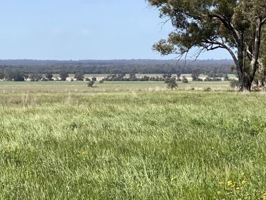 Farm Auction - NSW - Bogan Gate - 2876 - Affordable Mixed Farming with Abundant Fodder  (Image 2)