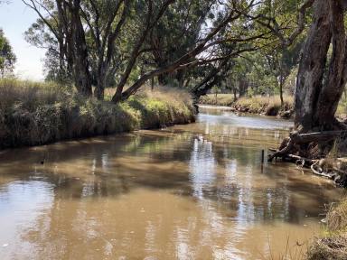 Farm Auction - NSW - Bogan Gate - 2876 - Affordable Mixed Farming with Abundant Fodder  (Image 2)