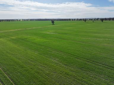 Farm For Sale - NSW - Quandary - 2665 - Very Productive Smaller Farm Suitable For A Younger Farmer  (Image 2)