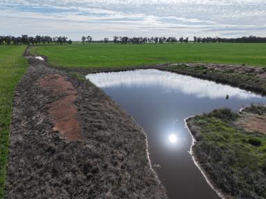 Farm For Sale - NSW - Quandary - 2665 - Very Productive Smaller Farm Suitable For A Younger Farmer  (Image 2)