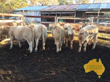 Farm For Sale - QLD - Childers - 4660 - Highly Productive Land near Childers  (Image 2)