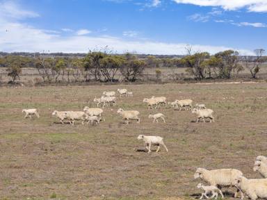 Farm Auction - SA - Mitchellville - 5602 - Versatile Cropping & Livestock Property  (Image 2)