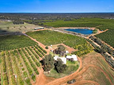 Farm For Sale - VIC - Colignan - 3494 - Prime Citrus Farm Opportunity  (Image 2)