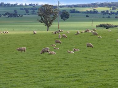 Farm For Sale - SA - Manoora - 5414 - Attractive Fertile Arable Farming + Hills Grazing  (Image 2)