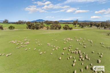 Farm For Sale - VIC - Crowlands - 3377 - 'Bates & 'Bald Hill' 820 Acres - Productive Grazing  (Image 2)