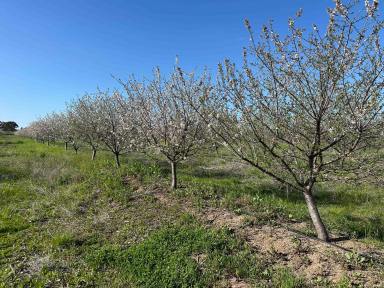 Farm For Sale - NSW - Cudgel - 2700 - Horticulture & Mixed Farming Opportunity  (Image 2)