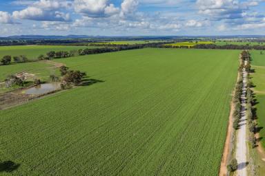 Farm Auction - NSW - Temora - 2666 - Cropping add on or lifestyle available in 3 lots  (Image 2)