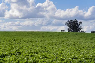 Farm Auction - NSW - Temora - 2666 - Cropping add on or lifestyle available in 3 lots  (Image 2)