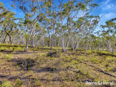 Farm For Sale - NSW - Tambaroora - 2850 - 2-ACRE BUSH BLOCK IN HISTORIC HILL END  (Image 2)