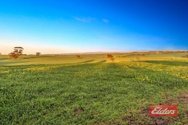 Farm For Sale - SA - Kingsford - 5118 - MAGNIFICENT 98 ACRES  (Image 2)