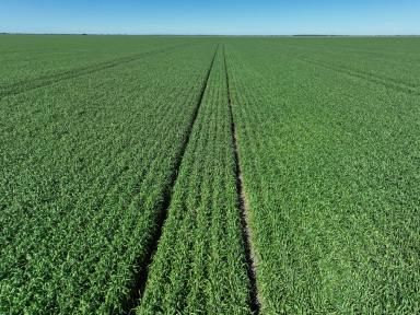 Farm Auction - NSW - Moree - 2400 - "Glenora" - Quality Soils & Efficient Farming  (Image 2)