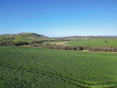 Farm For Sale - NSW - Pulletop - 2650 - Riverina Production Powerhouse with Carbon opportunities  (Image 2)