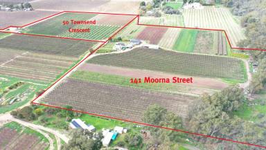 Farm For Sale - SA - Renmark - 5341 - Mixed Fruit Property, 2 Titles, 2 Homes  (Image 2)