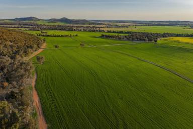 Farm Auction - NSW - Temora - 2666 - Quality mixed farming opportunity  (Image 2)