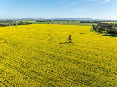 Farm For Sale - NSW - Young - 2594 - For Sale For The First Time Since 1861  (Image 2)