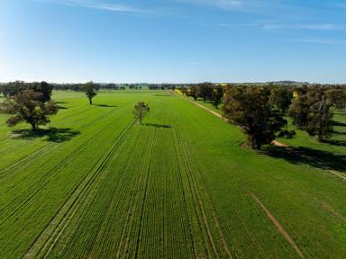 Farm For Sale - NSW - Young - 2594 - For Sale For The First Time Since 1861  (Image 2)