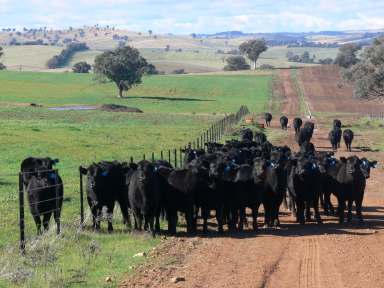 Farm For Sale - NSW - Cowra - 2794 - Location, Soil & Rainfall  (Image 2)