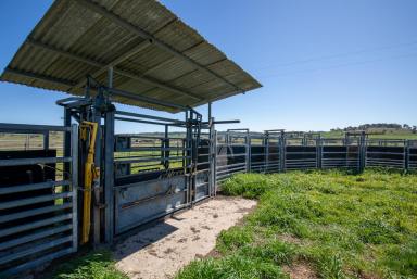 Farm Auction - NSW - Guyra - 2365 - "Greendale" - Elevation + Rainfall = Productivity  (Image 2)