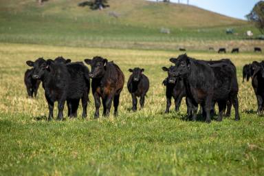 Farm Auction - NSW - Guyra - 2365 - "Greendale" - Elevation + Rainfall = Productivity  (Image 2)