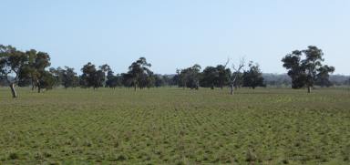 Farm For Sale - SA - Tintinara - 5266 - Productive Cropping & Grazing Block  (Image 2)