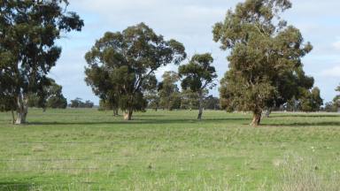 Farm For Sale - SA - Tintinara - 5266 - Productive Cropping & Grazing Block  (Image 2)