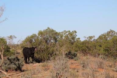 Farm Tender - NSW - Broughams Gate - 2880 - Mulga Valley Station  (Image 2)