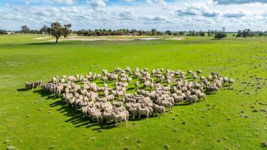 Farm Auction - NSW - Coreen - 2646 - MIXED FARMING COUNTRY IN SECURE 20" RAINFALL DISTRICT  (Image 2)