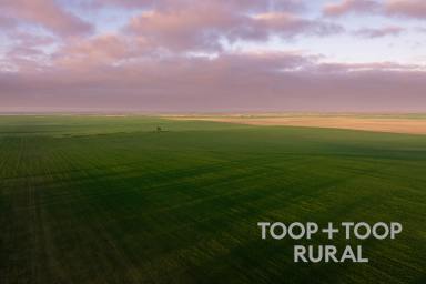 Farm For Sale - SA - Taldra - 5311 - Scale and versatility in the Mallee  (Image 2)