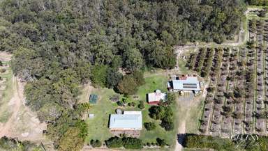 Farm For Sale - QLD - North Gregory - 4660 - The Avocado trees are flowering & the bees are working!!  (Image 2)