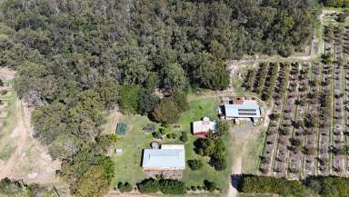 Farm For Sale - QLD - North Gregory - 4660 - The Avocado trees are flowering & the bees are working!!  (Image 2)