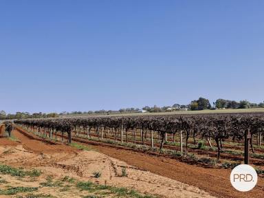 Farm For Sale - VIC - Merbein South - 3505 - 13 Acres (approx.) Ready to Go  (Image 2)