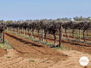 Farm For Sale - VIC - Merbein South - 3505 - 13 Acres (approx.) Ready to Go  (Image 2)