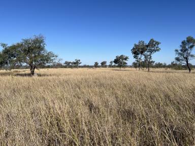 Farm For Sale - QLD - Inglestone - 4422 - Cattle and Crops  (Image 2)