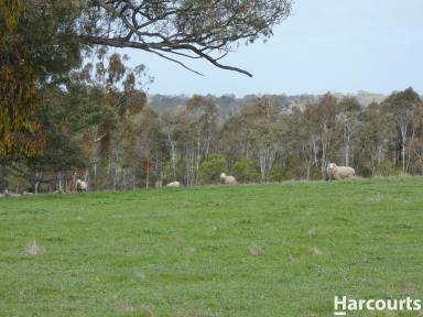 Farm For Sale - VIC - Balmoral - 3407 - Magnificicent Rural Package  (Image 2)