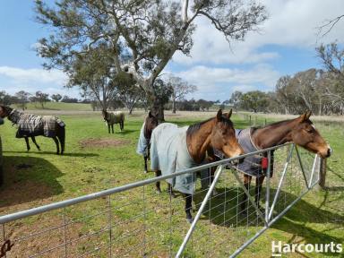 Farm For Sale - VIC - Balmoral - 3407 - Magnificicent Rural Package  (Image 2)