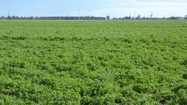 Farm For Sale - SA - Keith - 5267 - Blue Ribbon Cropping Land!  (Image 2)