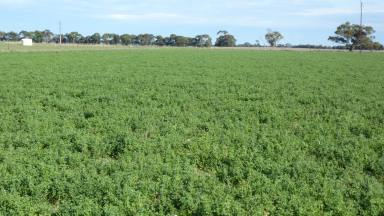 Farm For Sale - SA - Keith - 5267 - Blue Ribbon Cropping Land!  (Image 2)