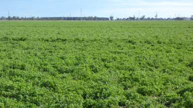 Farm For Sale - SA - Keith - 5267 - Blue Ribbon Cropping Land!  (Image 2)