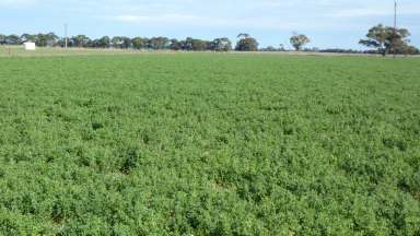 Farm For Sale - SA - Keith - 5267 - Blue Ribbon Cropping Land!  (Image 2)