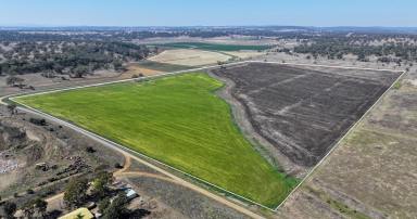 Farm For Sale - QLD - Aubigny - 4401 - Centrally located 80* productive acres  (Image 2)