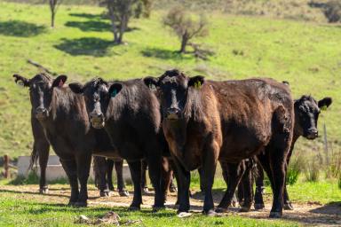 Farm Auction - NSW - Orange - 2800 - 'Hidden Valley' - Well Presented Farm in a Picturesque Setting  (Image 2)