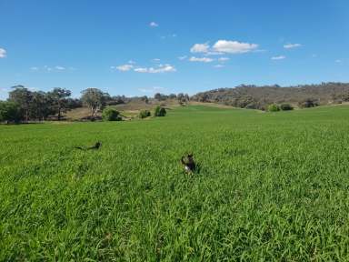 Farm For Sale - NSW - Orange - 2800 - 'Hidden Valley' - Well Presented Farm in a Picturesque Setting  (Image 2)