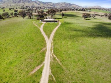 Farm For Sale - NSW - Tumut - 2720 - Rural Lifestyle  (Image 2)