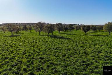 Farm For Sale - NSW - Purlewaugh - 2357 - FERTILE HOLDING LOCATED IN THE RENOWNED PURLEWAUGH VALLEY  (Image 2)