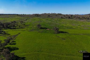 Farm For Sale - NSW - Purlewaugh - 2357 - FERTILE HOLDING LOCATED IN THE RENOWNED PURLEWAUGH VALLEY  (Image 2)