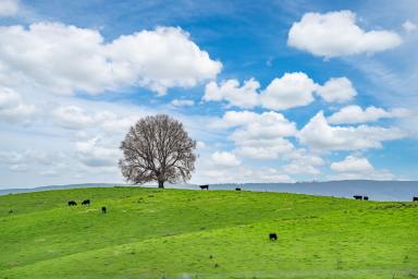 Farm For Sale - NSW - Sharps Creek - 2729 - Beef Production Powerhouse - Adelong  (Image 2)