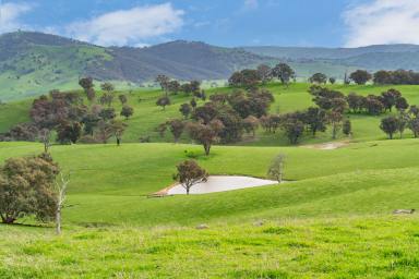 Farm For Sale - NSW - Sharps Creek - 2729 - Beef Production Powerhouse - Adelong  (Image 2)